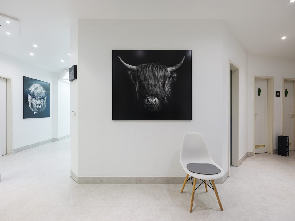 Heller Praxisflur mit großformatigem Schwarzweiß-Porträt eines Highland-Rinds, davor ein weißer Designstuhl